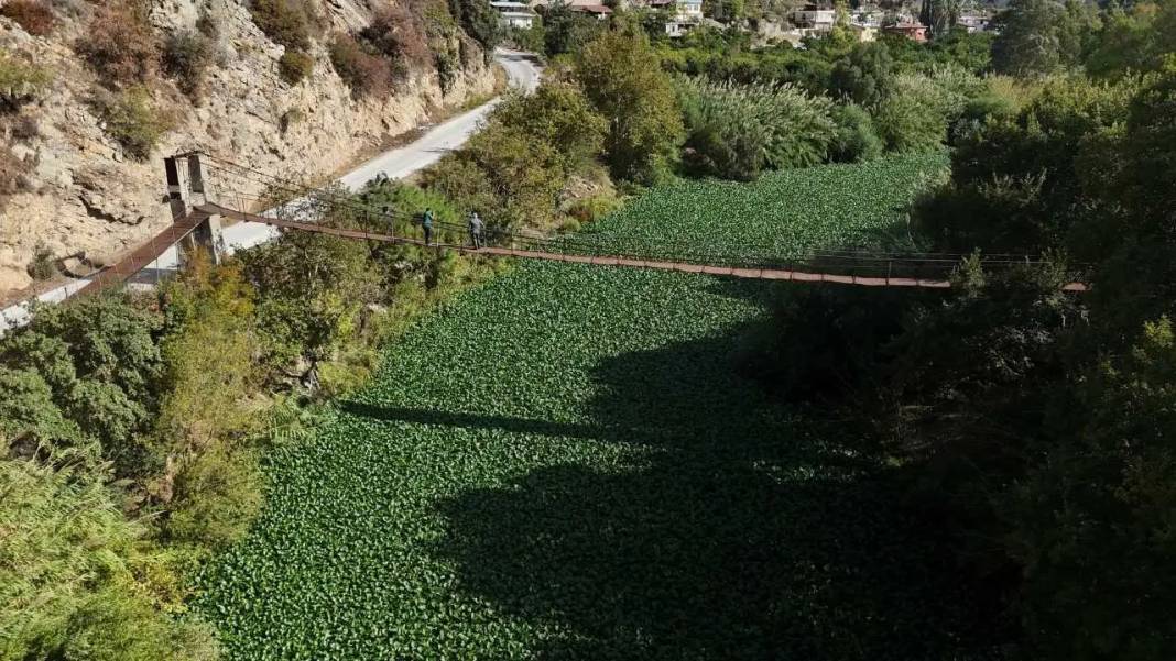Hatay’da Görsel Şölen Mest Etti: Asi Nehri Sümbül Cenneti Oldu! 2
